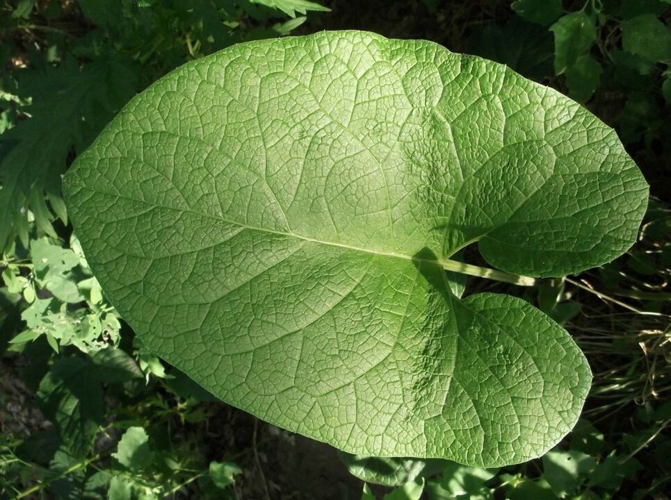 burdock for the treatment of knee osteoarthritis